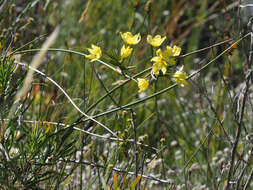 Слика од Bobartia longicyma Gillett