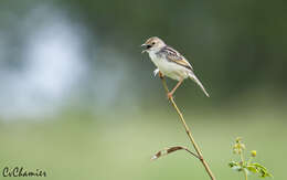 Слика од Cisticola galactotes isodactylus Peters & W 1868