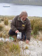 Rytidosperma gracile (Hook. fil.) Connor & Edgar resmi