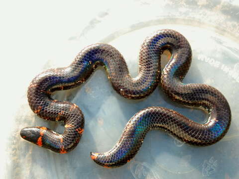 Image of Common Pipe Snake