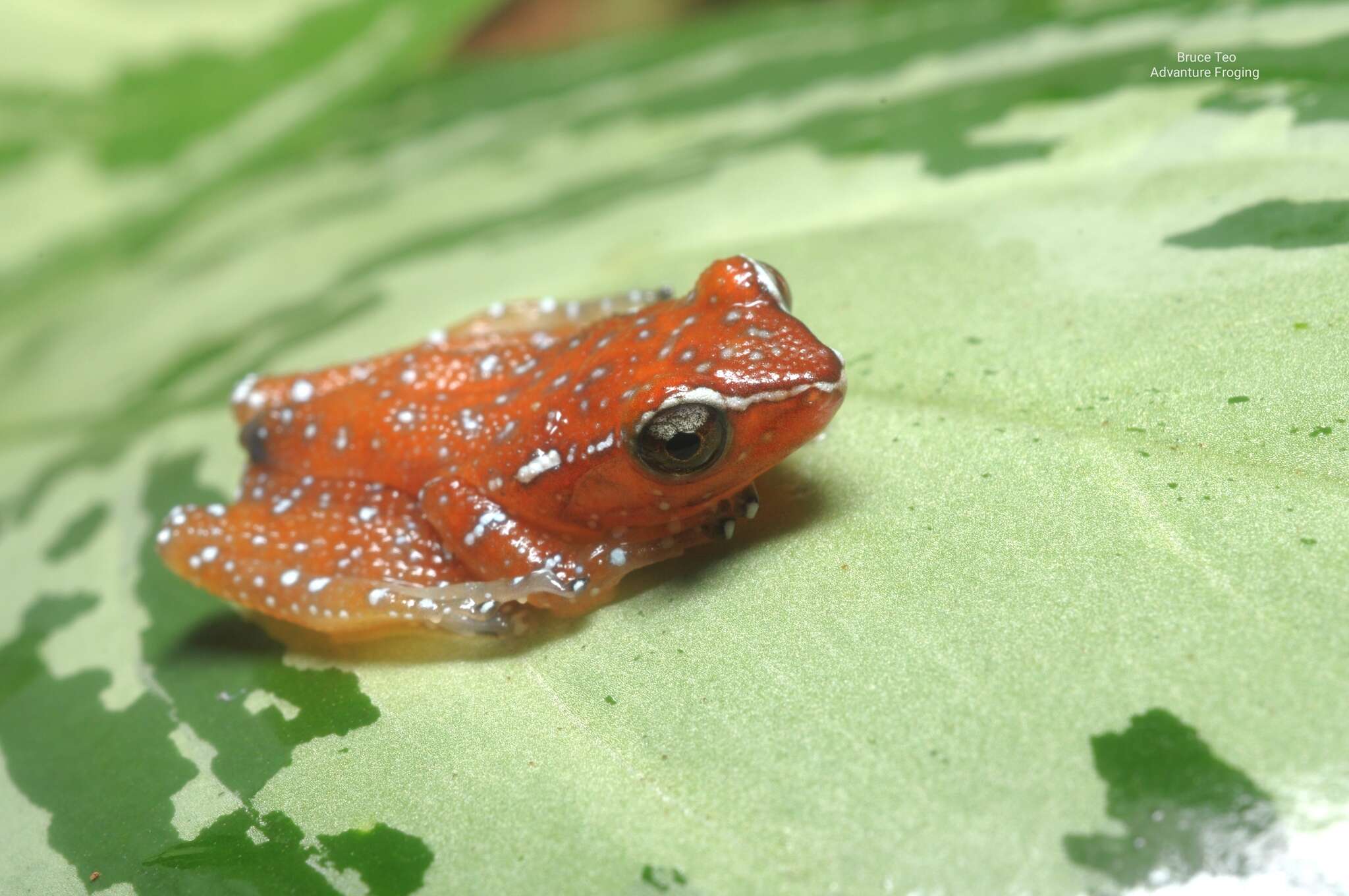 Слика од Nyctixalus pictus (Peters 1871)