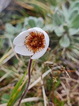 Image of Geum uniflorum J. Buch.