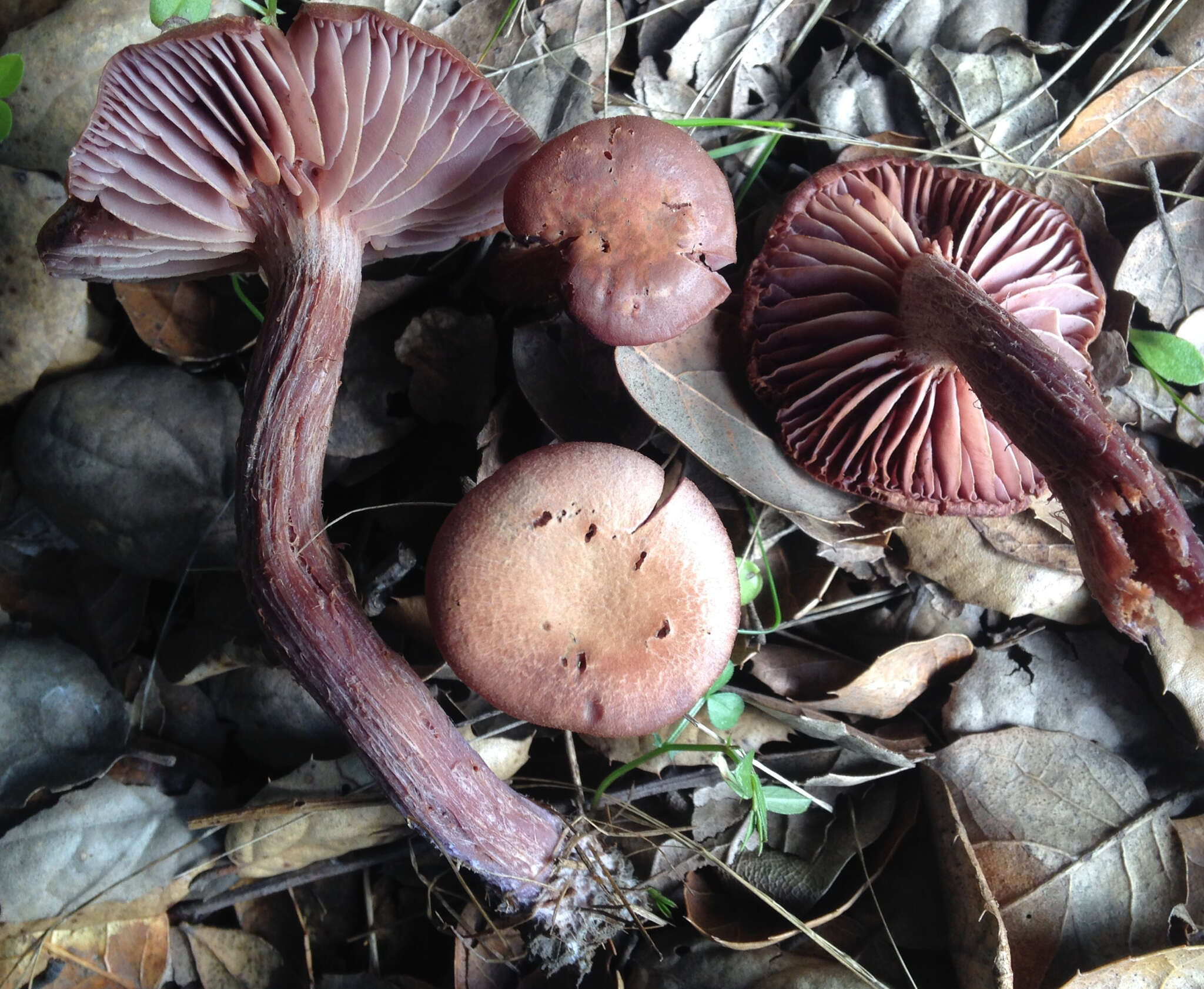 Image of Western Amethyst Deceiver