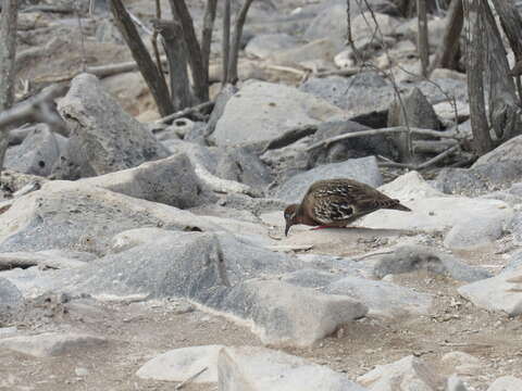 Image of Galapagos Dove