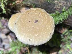 Image of Psathyrella spintrigera (Fr.) Konrad & Maubl. 1949