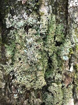 Image of fringed lichen