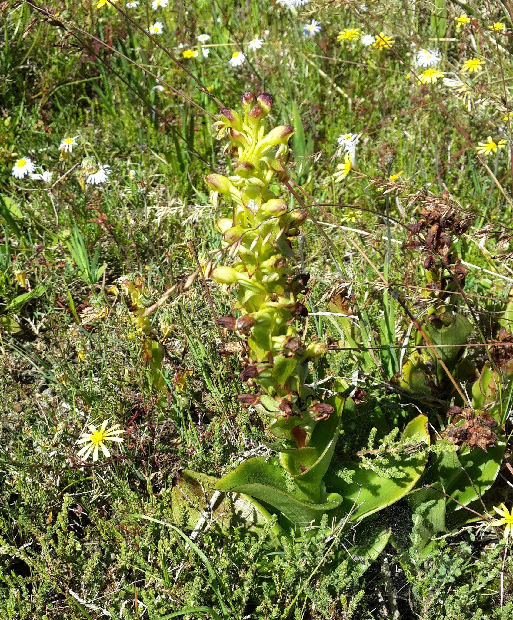 Image de Satyrium odorum Sond.