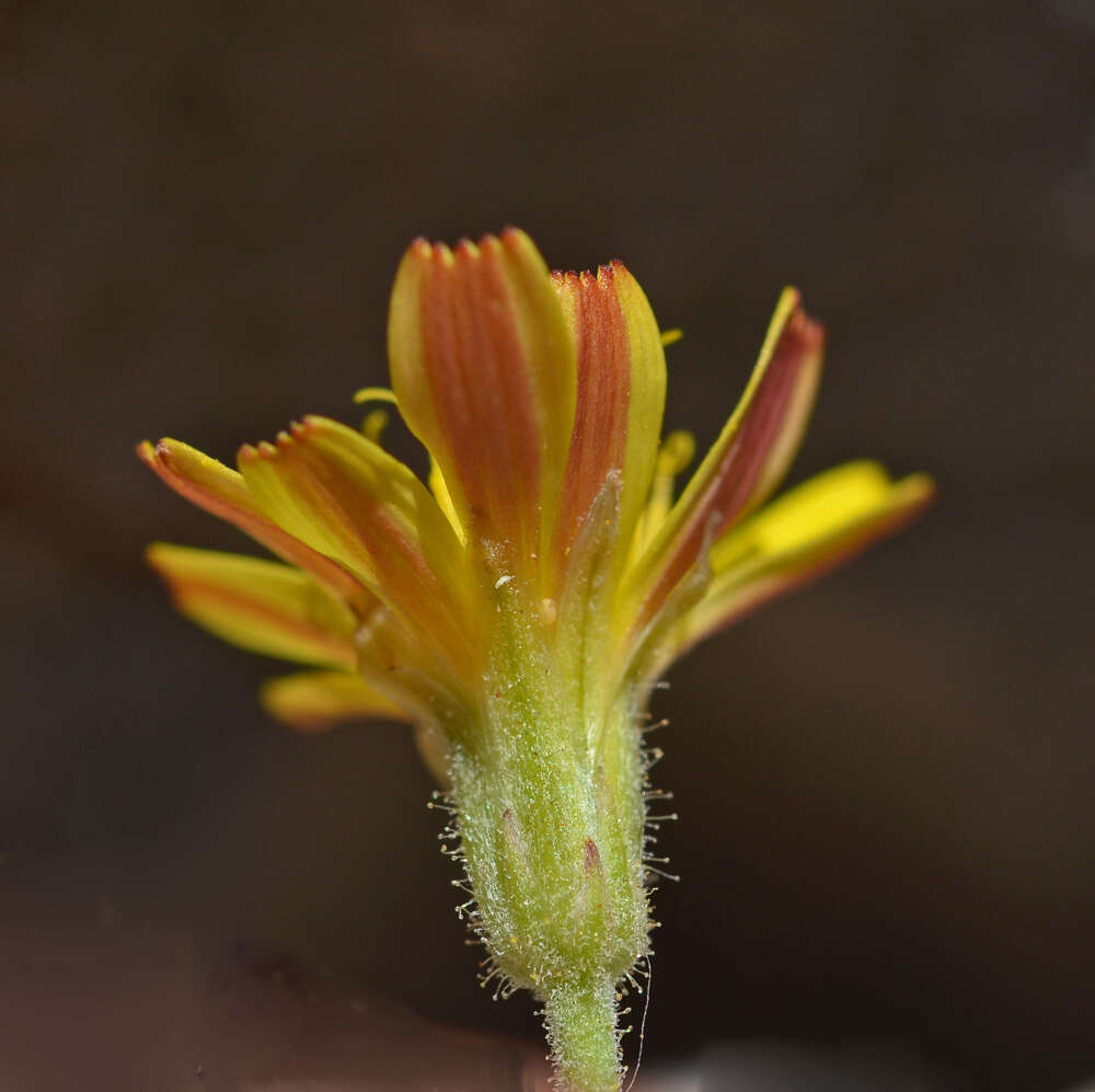 صورة Crepis sibthorpiana Boiss. & Heldr.