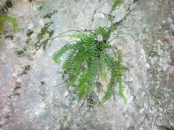 Image of Asplenium trichomanes subsp. pachyrachis (Christ) Lovis & Reichst.