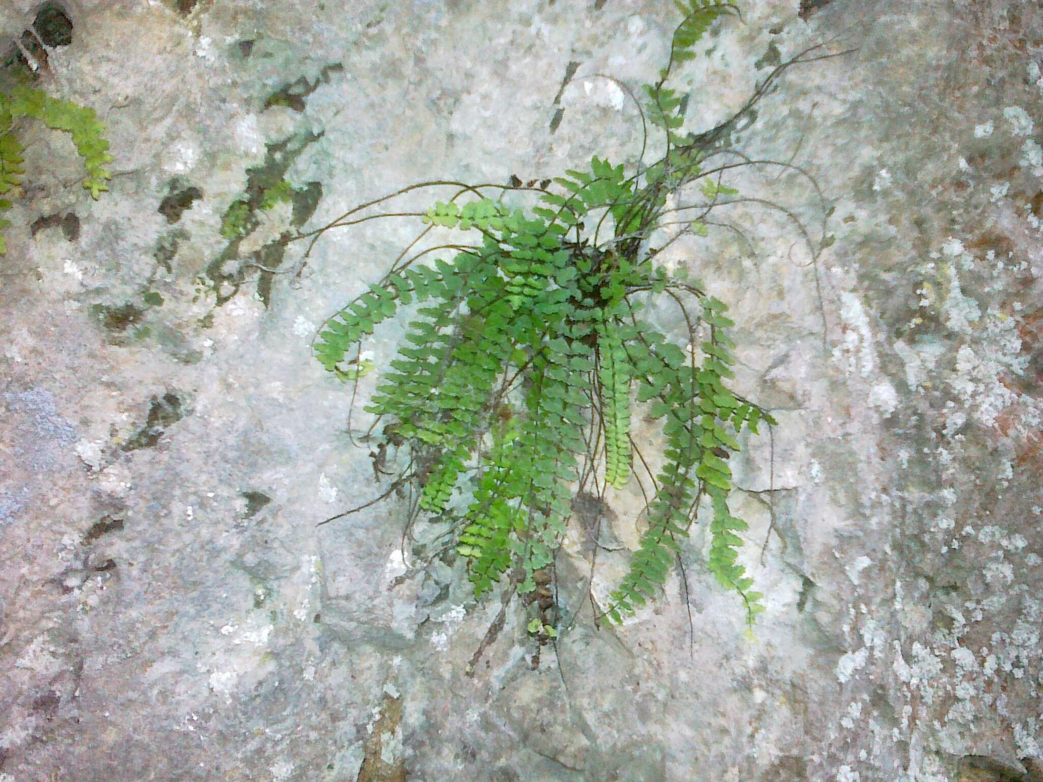 Image of Asplenium trichomanes subsp. pachyrachis (Christ) Lovis & Reichst.