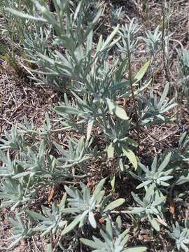 Plancia ëd Picradeniopsis oppositifolia (Nutt.) Rydb.