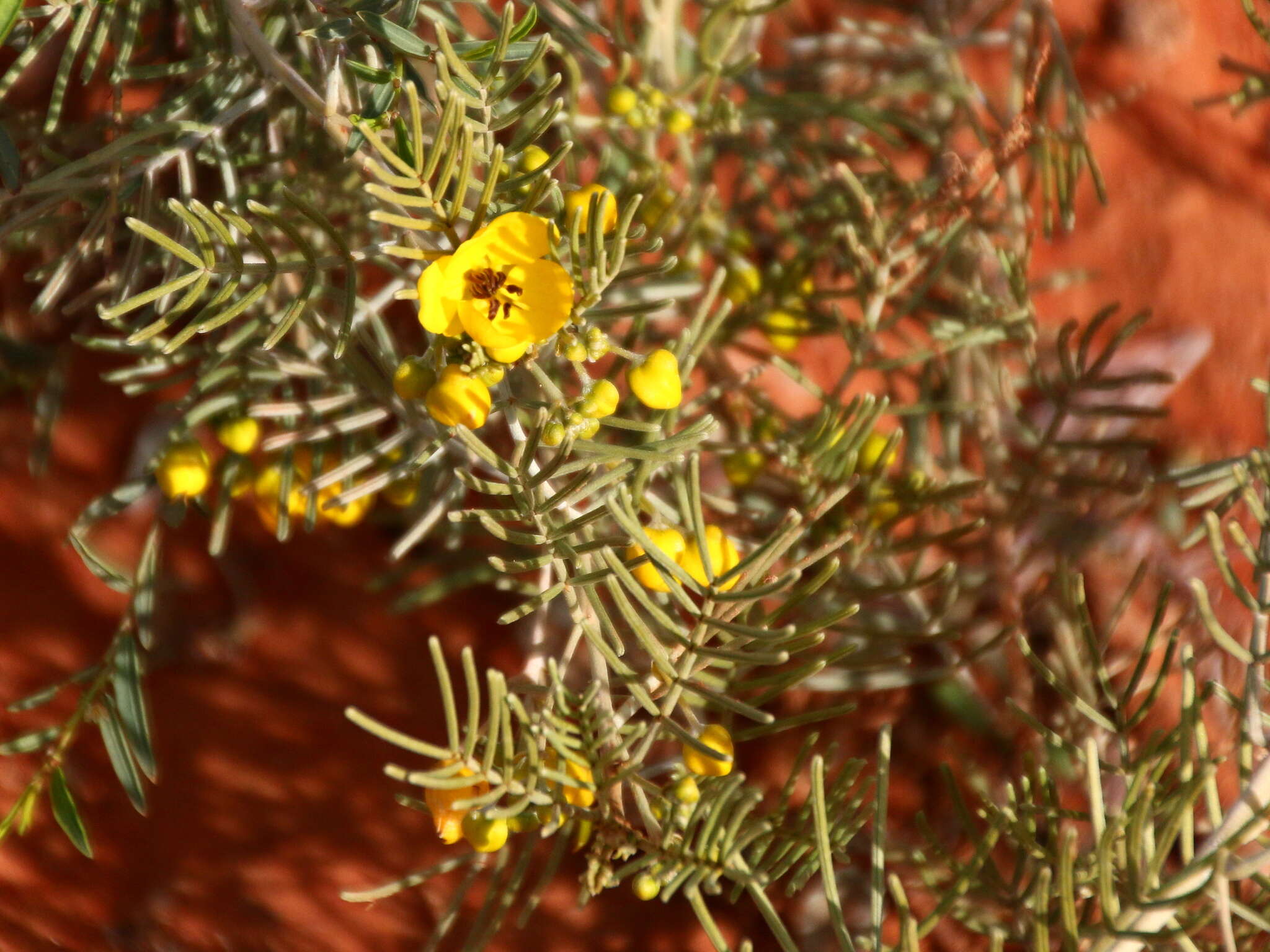 Image of Burnt-leaved Acacia