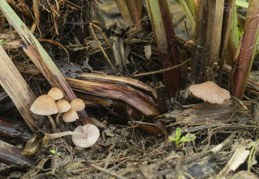 Plancia ëd Psathyrella thujina A. H. Sm. 1972