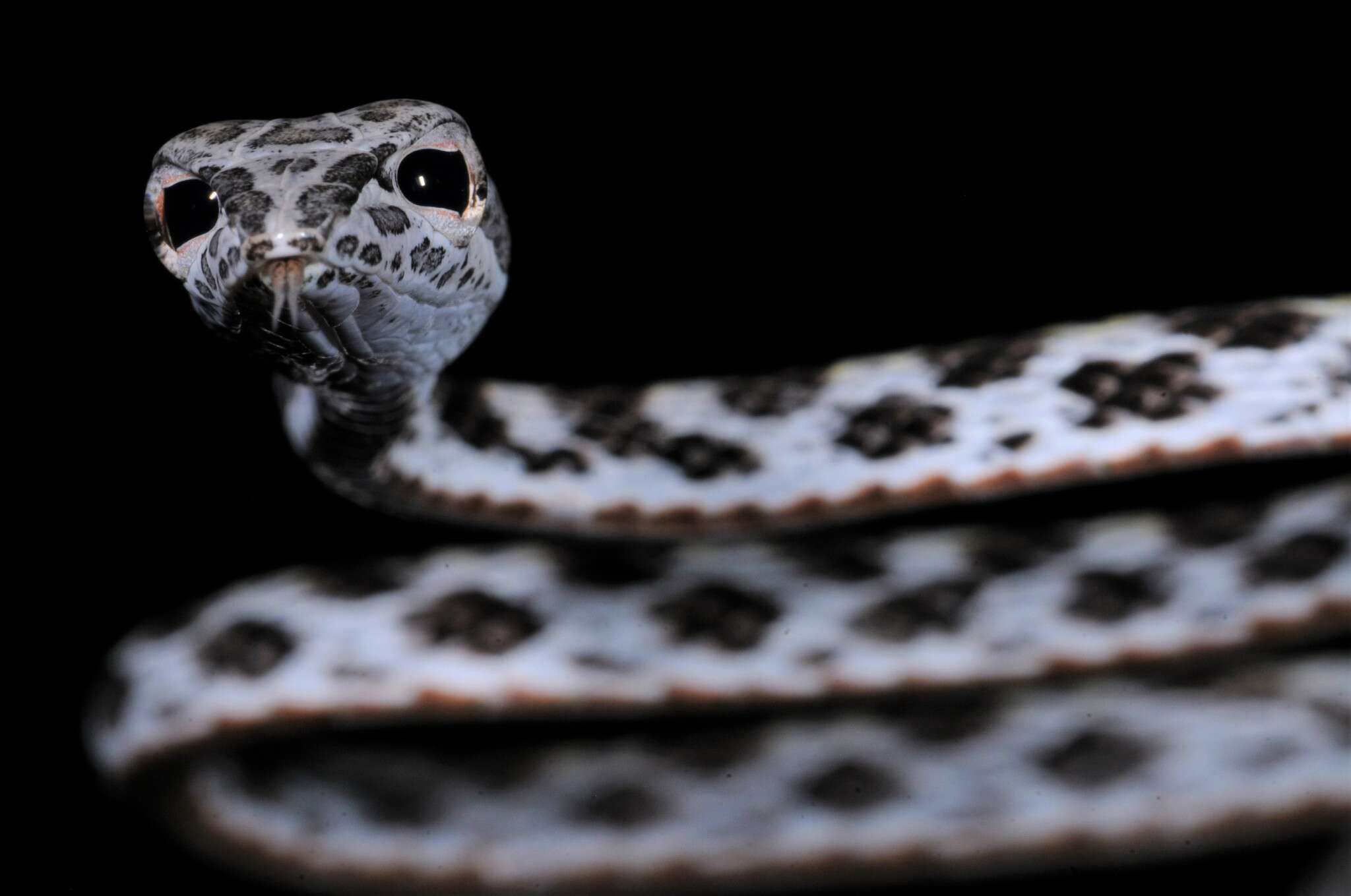 Image of Speckle-headed Vine Snake