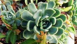 Echeveria elegans Rose resmi