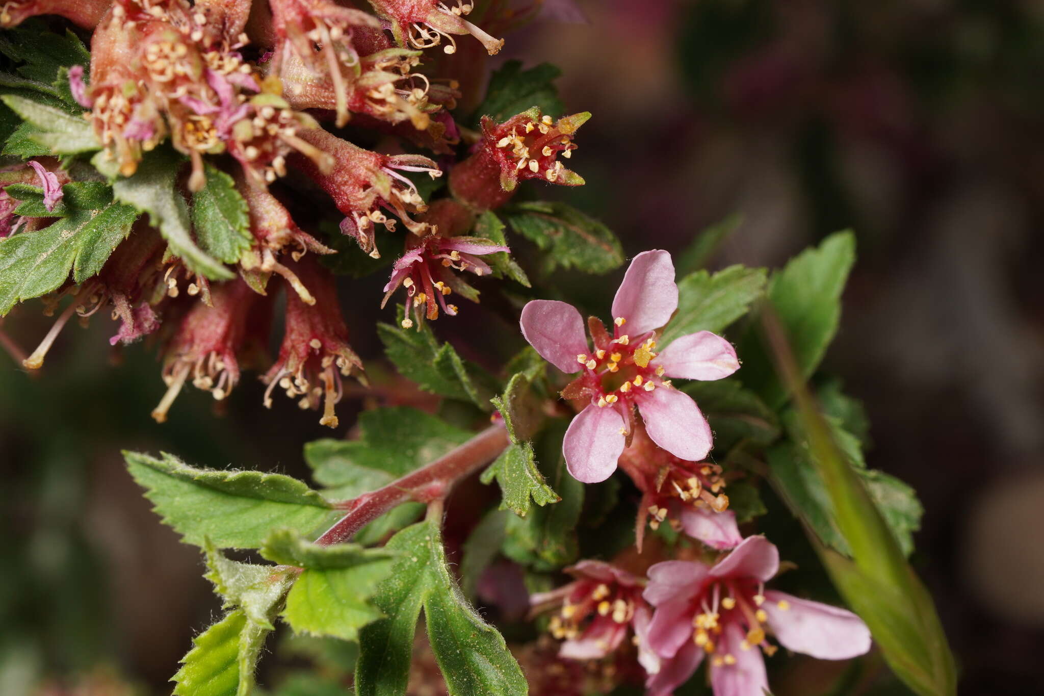 Image of Mountain cherry