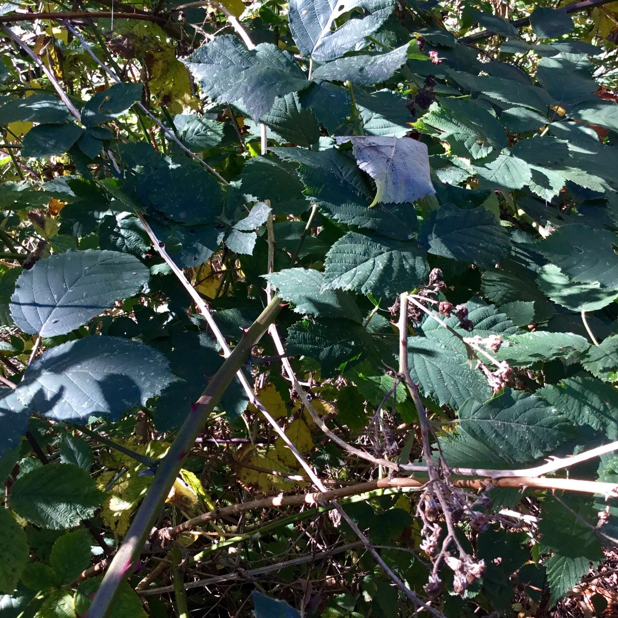 Image of Himalayan berry