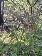 Image of Curled-tongue shell orchid