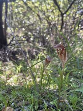 Image of Curled-tongue shell orchid