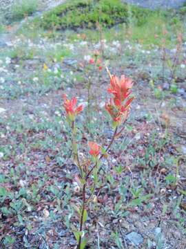 Image of giant red Indian paintbrush