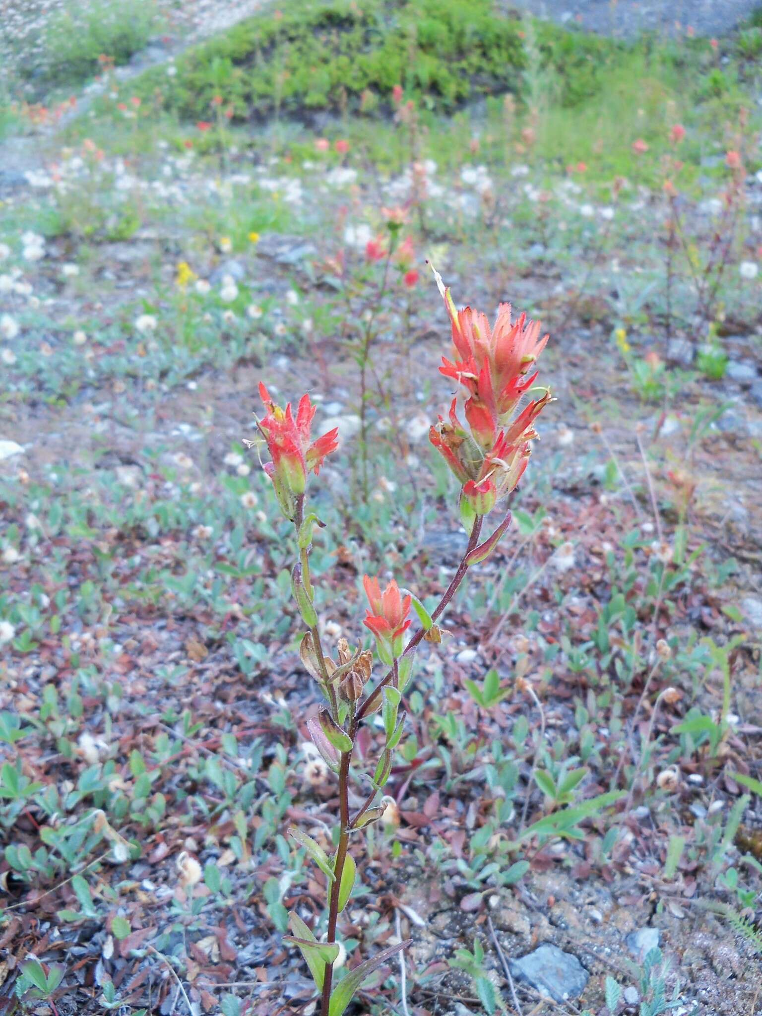 Image of giant red Indian paintbrush