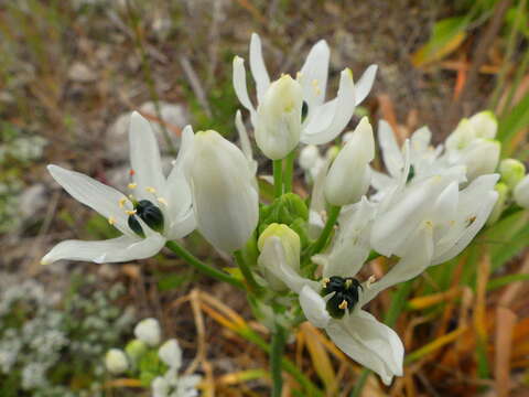 Image of Ornithogalum arabicum L.