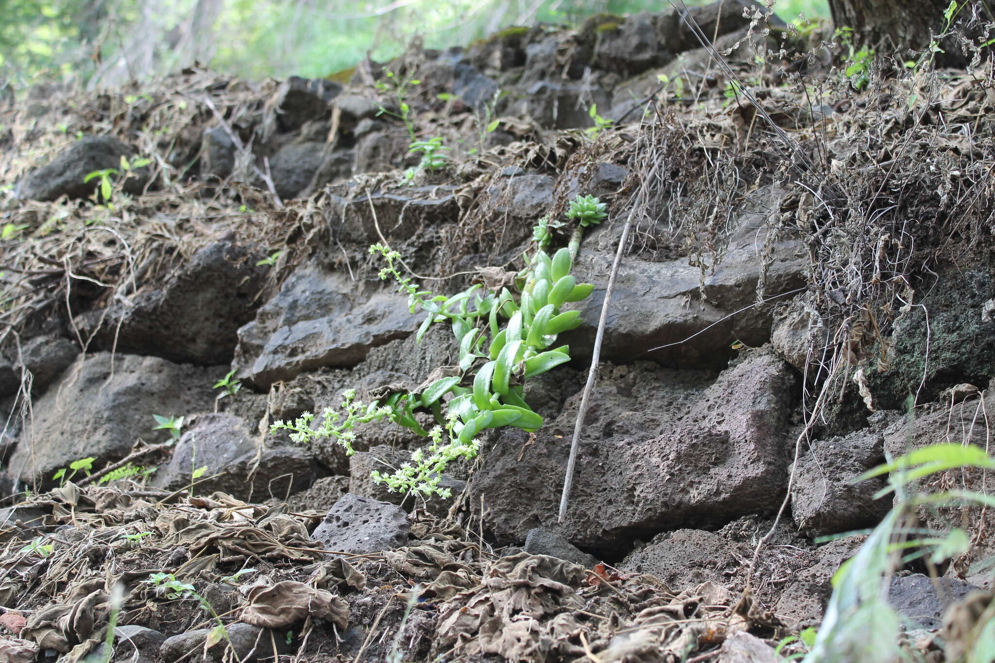 Image of Sedum ebracteatum