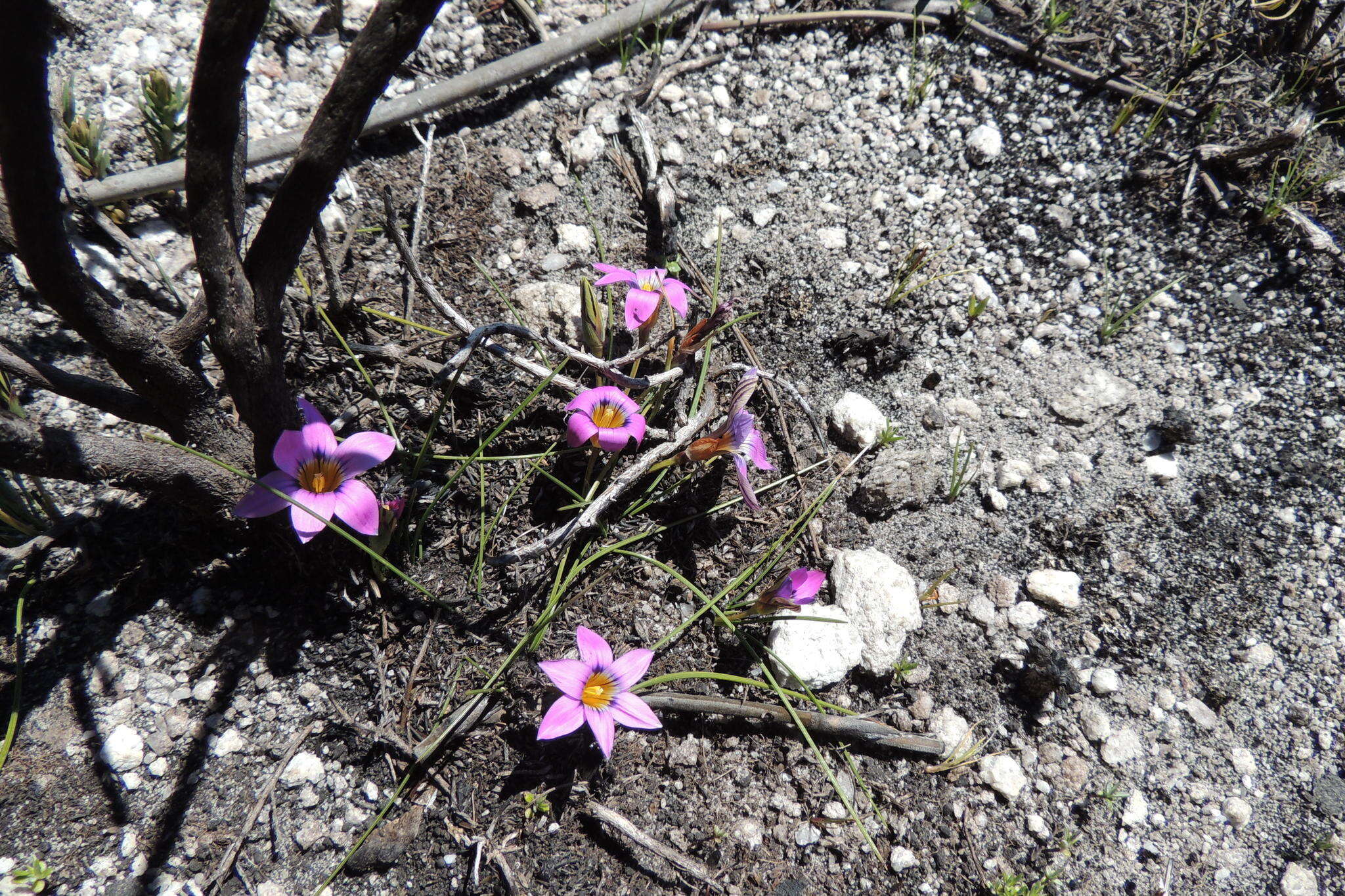 Image of Romulea minutiflora Klatt