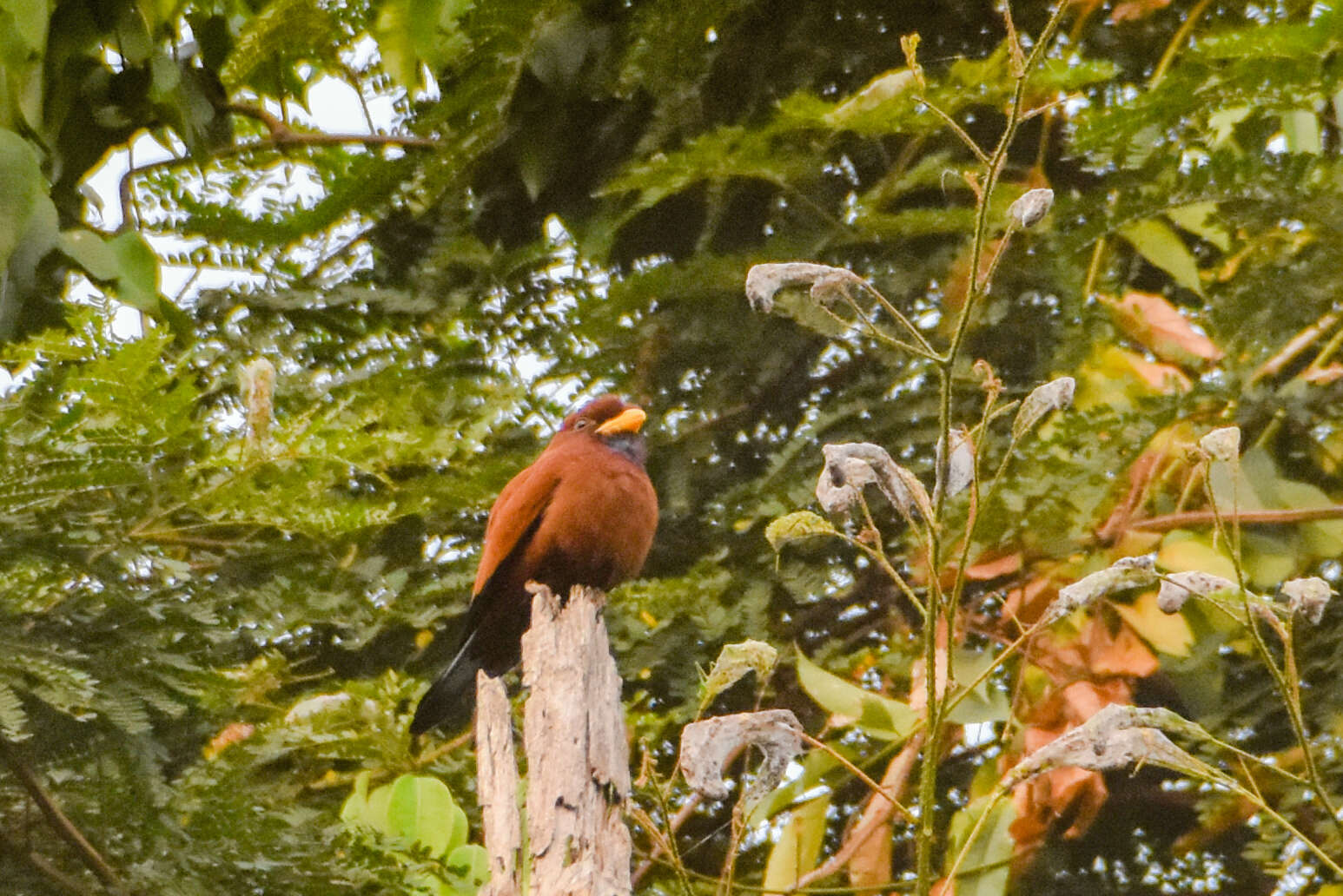 Image of Blue-throated Roller