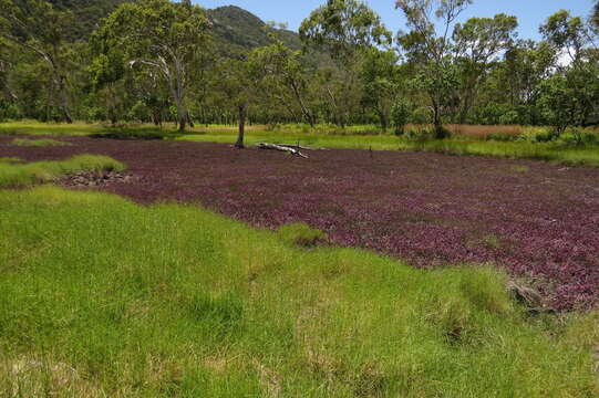 Imagem de Tecticornia australasica (Moq.) Paul G. Wilson