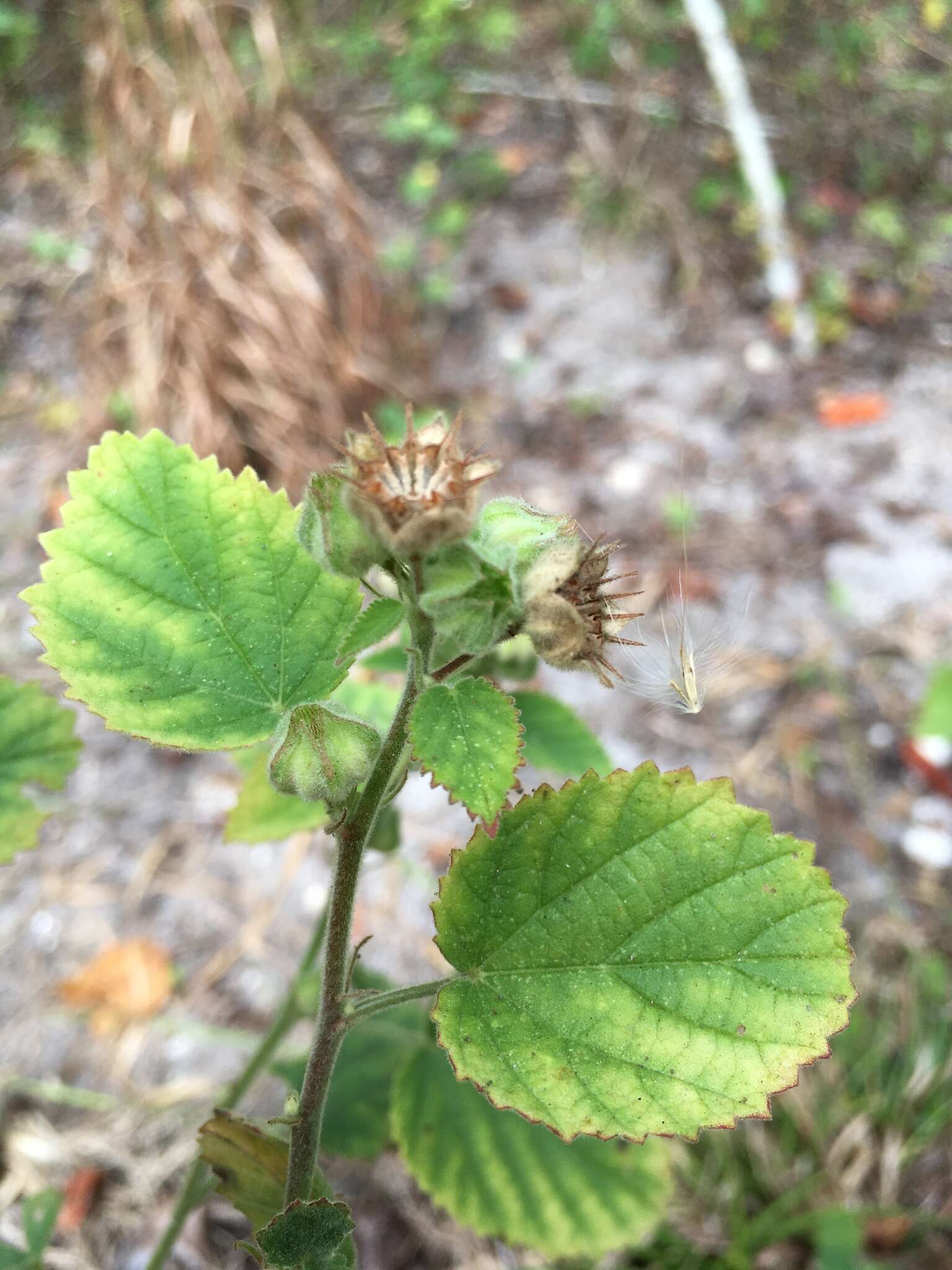 Image of country mallow