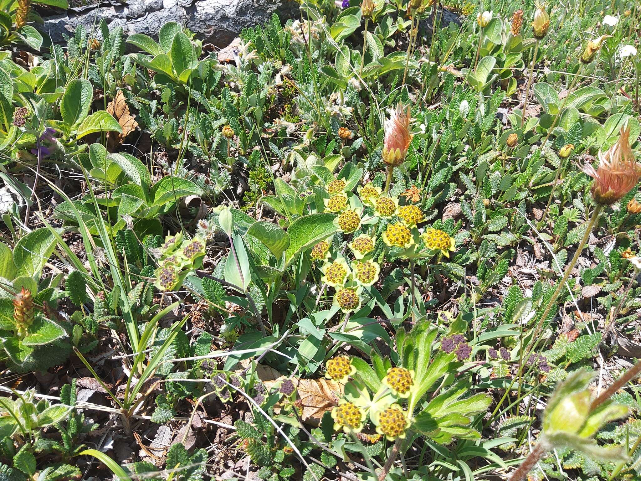 Image of Bupleurum triradiatum Adams ex Hoffm.