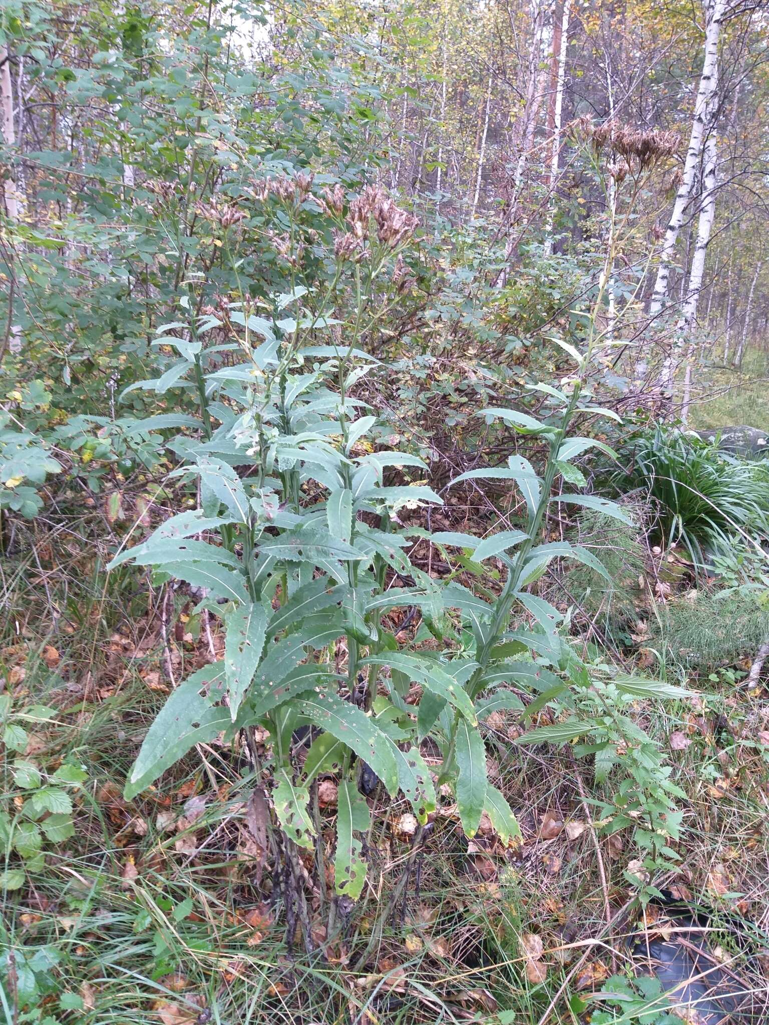 Image of Saussurea parviflora (Poir.) DC.