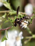 Image of Physoconops brachyrhynchus (Macquart 1843)