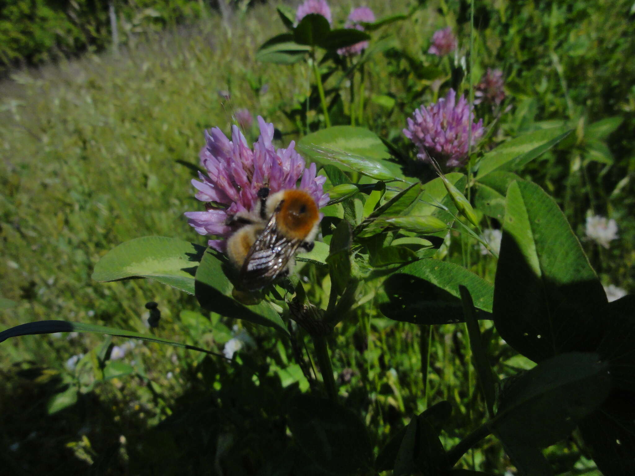 Image of Bombus muscorum (Linnaeus 1758)