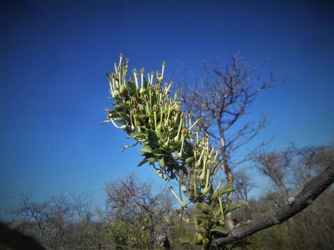 Image of Ceropegia pachystelma Schltr.