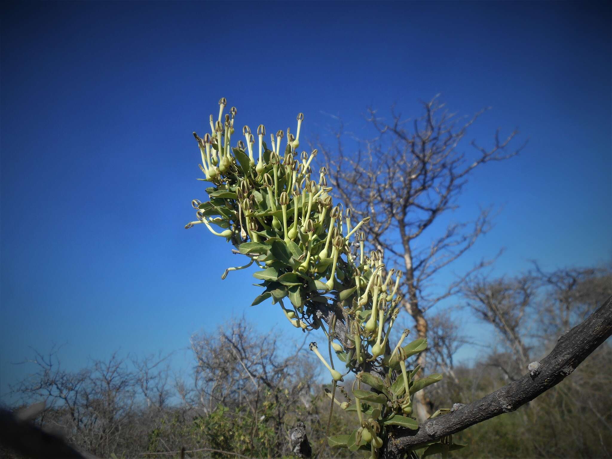 Image de Ceropegia pachystelma Schltr.