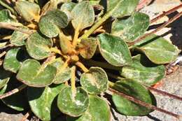 Image of Shasta buckwheat