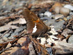 Image of Silver-spotted Skipper