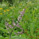 Image of Maianthemum atropurpureum (Franch.) La Frankie