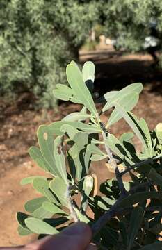 Image of Narrow-leaved mustard tree