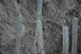 Image de Trichocereus macrogonus var. peruvianus