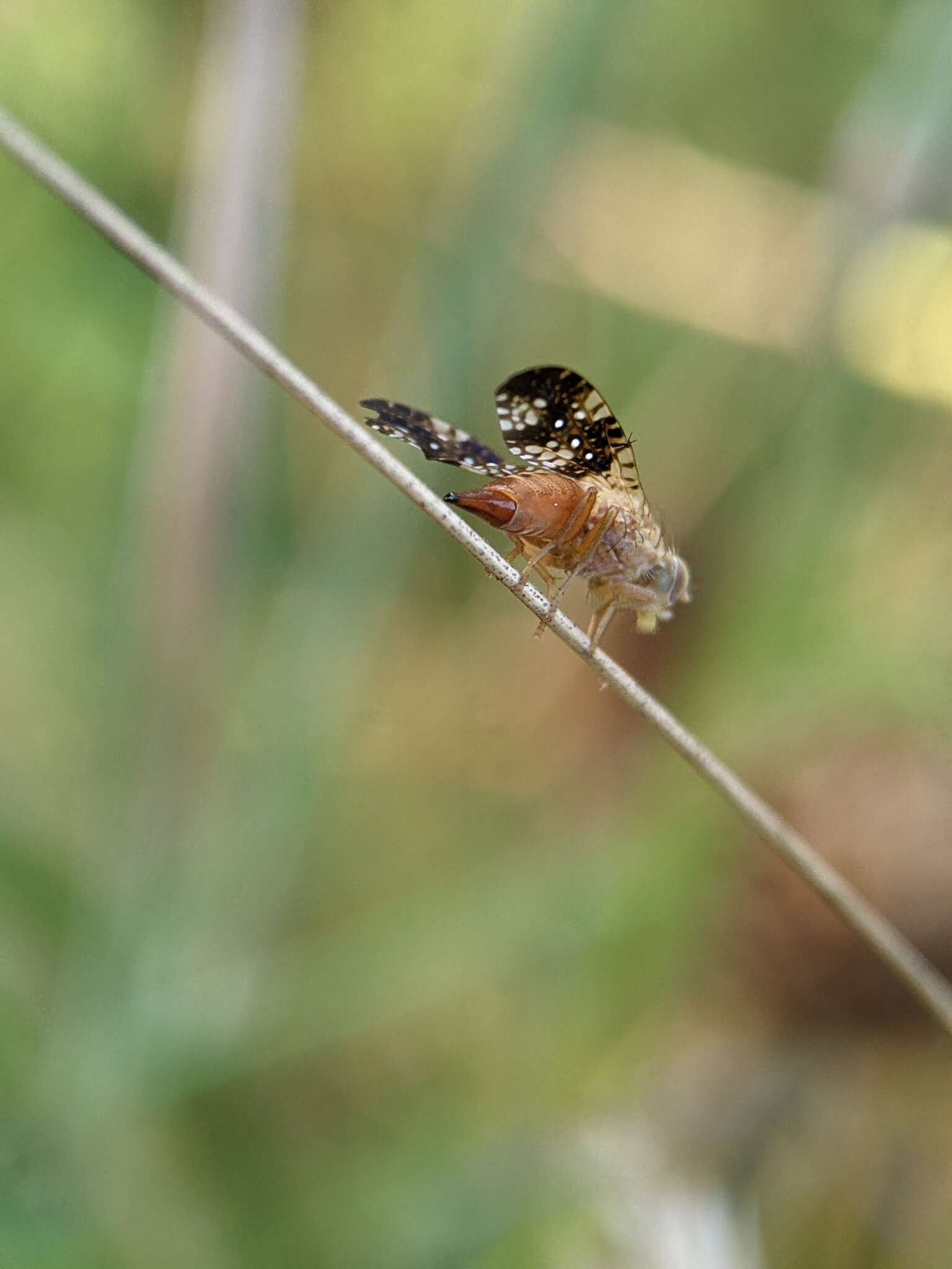 Image de Acinia corniculata (Zetterstedt 1819)