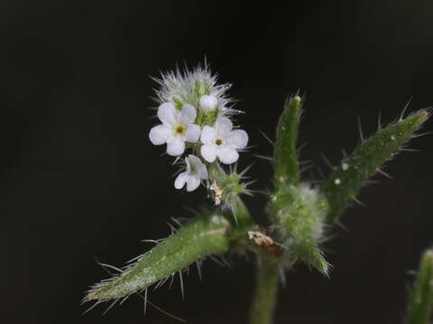 Image of Cleveland's cryptantha