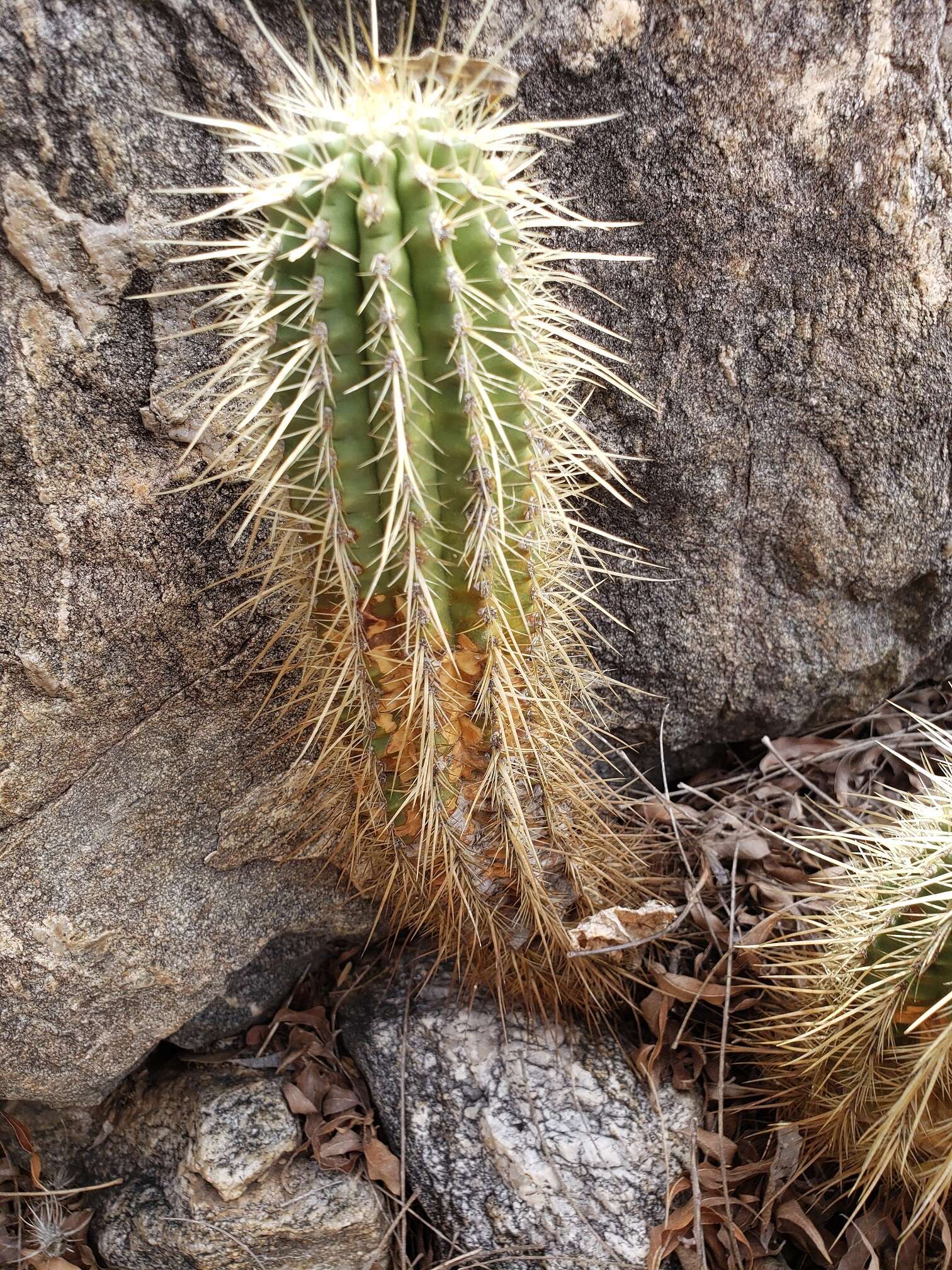 Image of Leding's Hedgehog Cactus