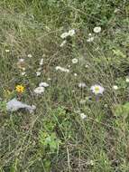 Image of Erigeron delphinifolius Willd.