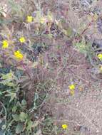 Image of Santa Cruz Island suncup