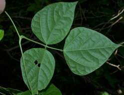 Image of Thicket Bean