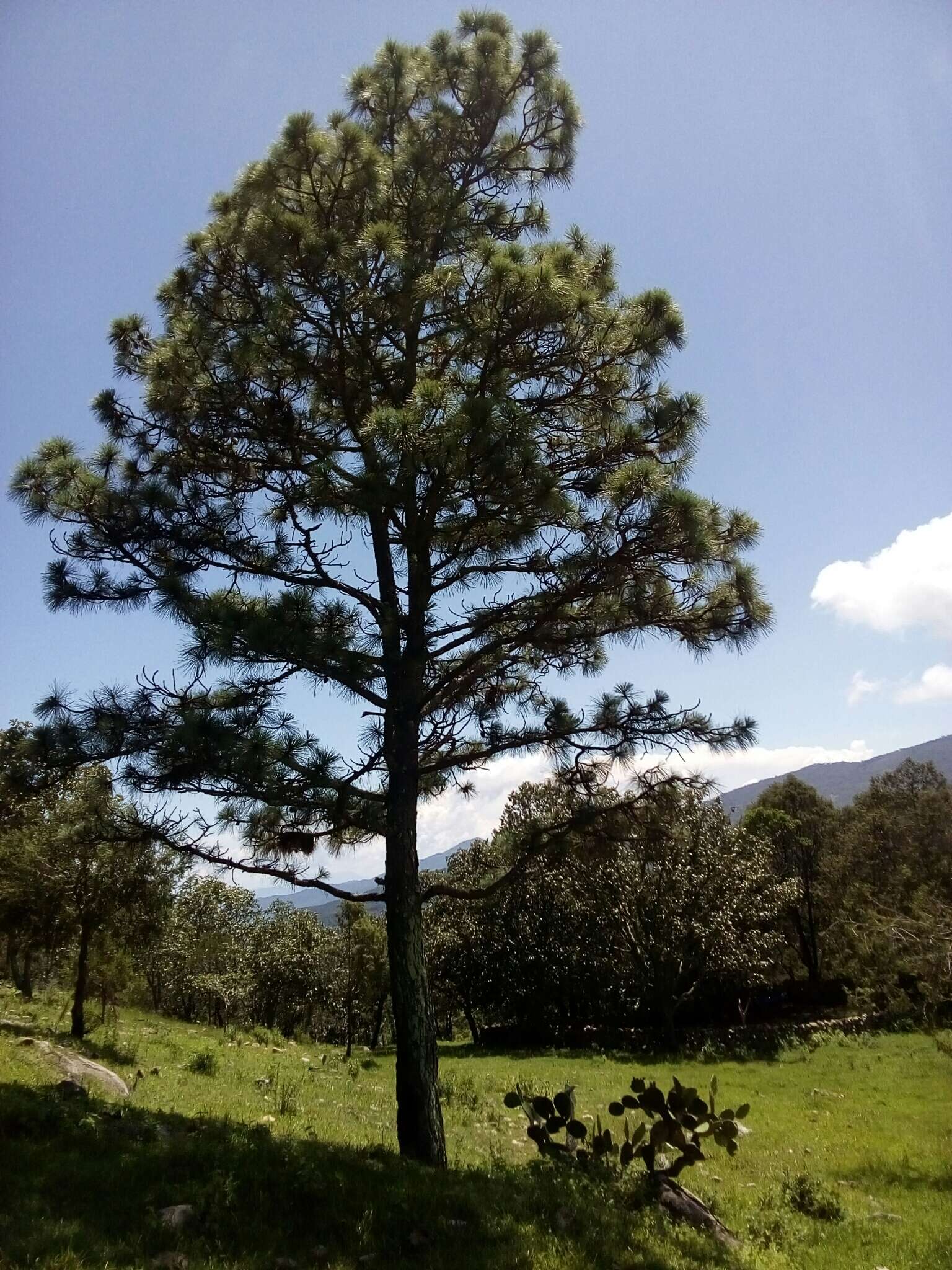 Image of Egg-cone Pine