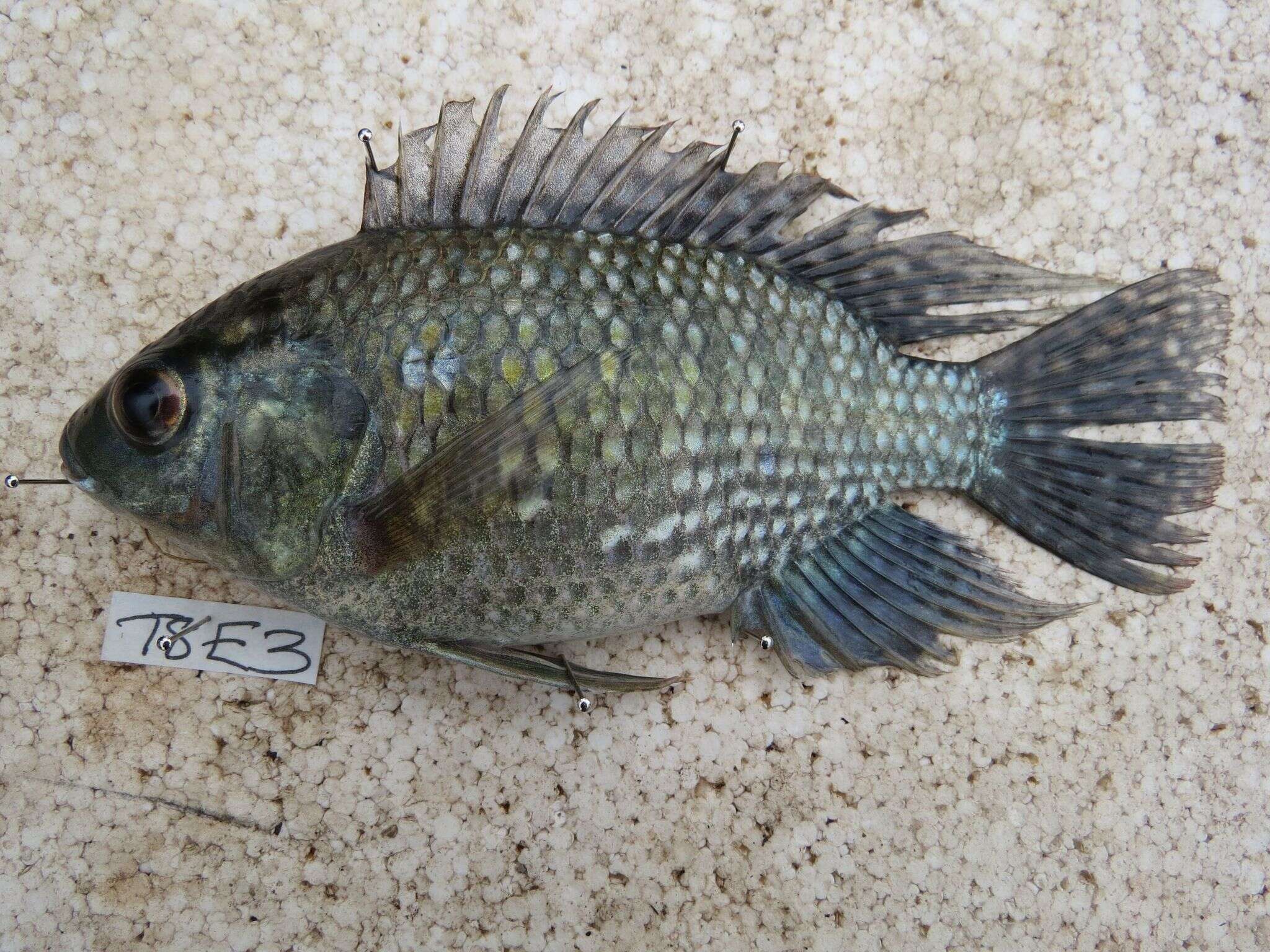 Image de Oreochromis leucostictus (Trewavas 1933)